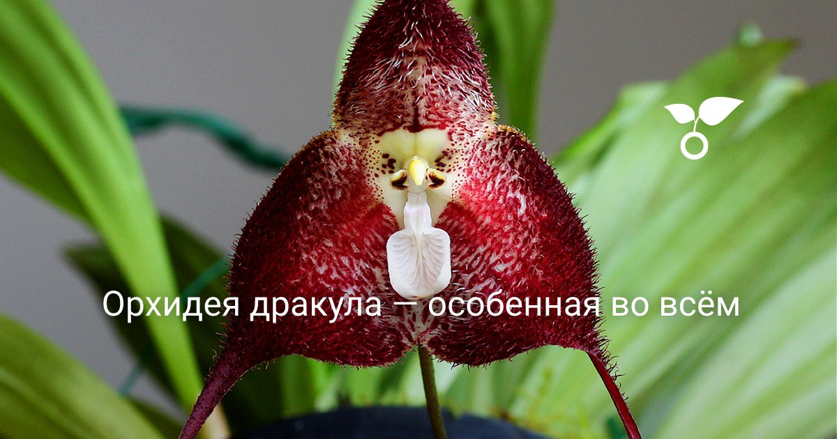 Частота и способы подкормки орхидеи Дракула