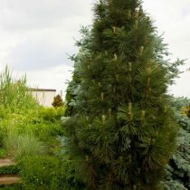 Сосна черная (Pinus nigra), сорт «Грин Рокет»