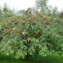 Рябина обыкновенная (Sorbus aucuparia), сорт «Пендула» 