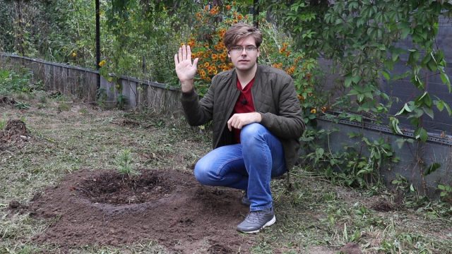 Сажаем кедр в саду: правила выращивания хвойных растений на участке