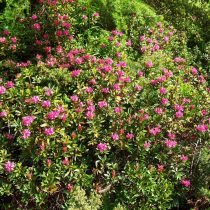 Рододендрон Понтийский (Rhododendron ponticum)