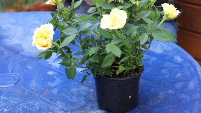 Как выращивать розу Кордана дома и в открытом грунте?