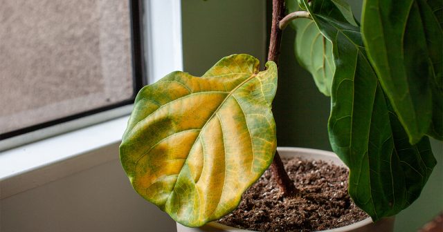 Почему желтеют листья у комнатных растений