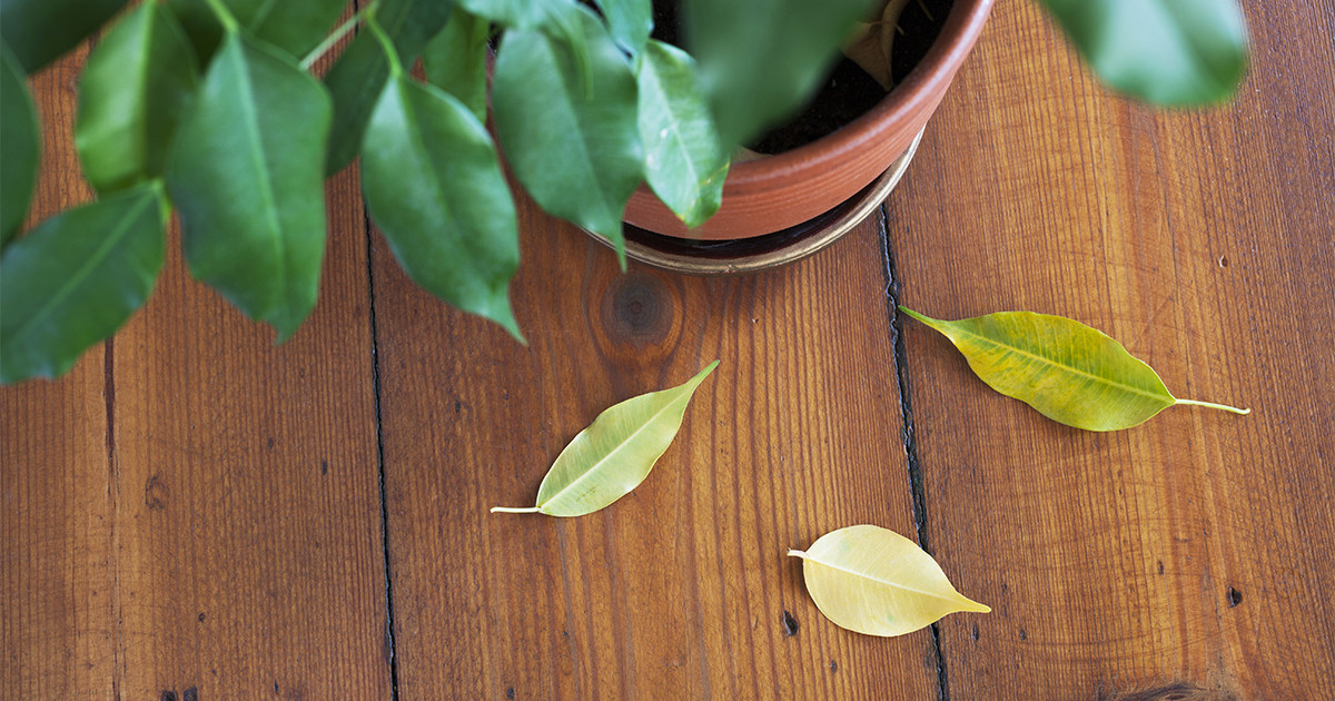 Почему желтеют листья у комнатных растений | читай на Всё Своё