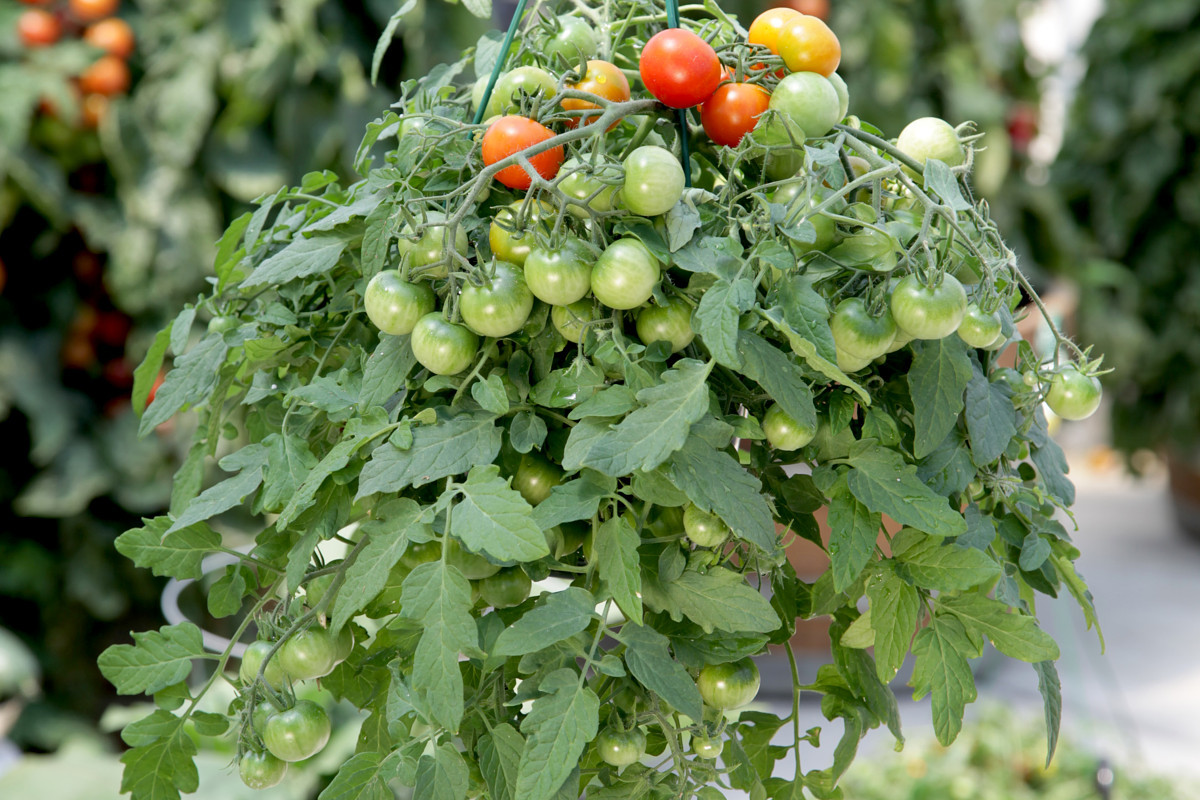 Ампельные томаты — правда или ложь? Описание сортов. Личный опыт. Фото —Ботаничка