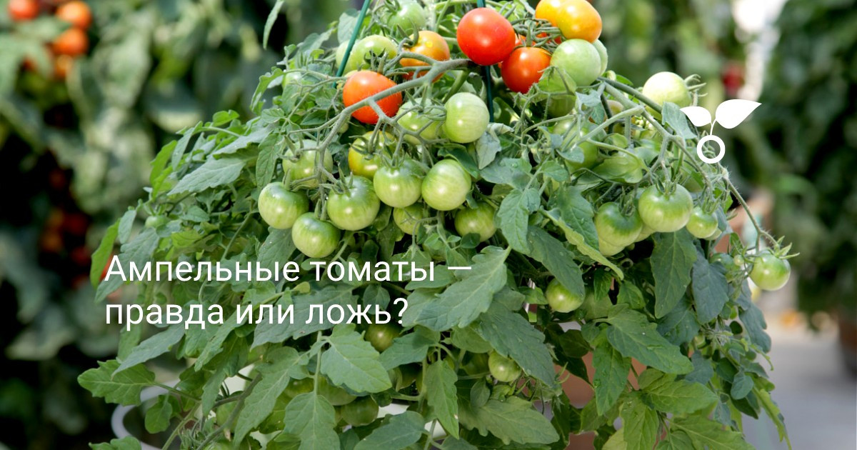 Ампельные томаты — правда или ложь? Описание сортов. Личный опыт. Фото ...