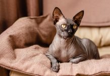 Бесшерстные кошки — сфинксы и не только