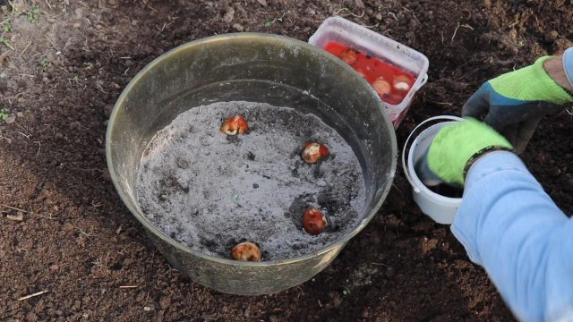 Как высадить луковицы тюльпана в горшок?
