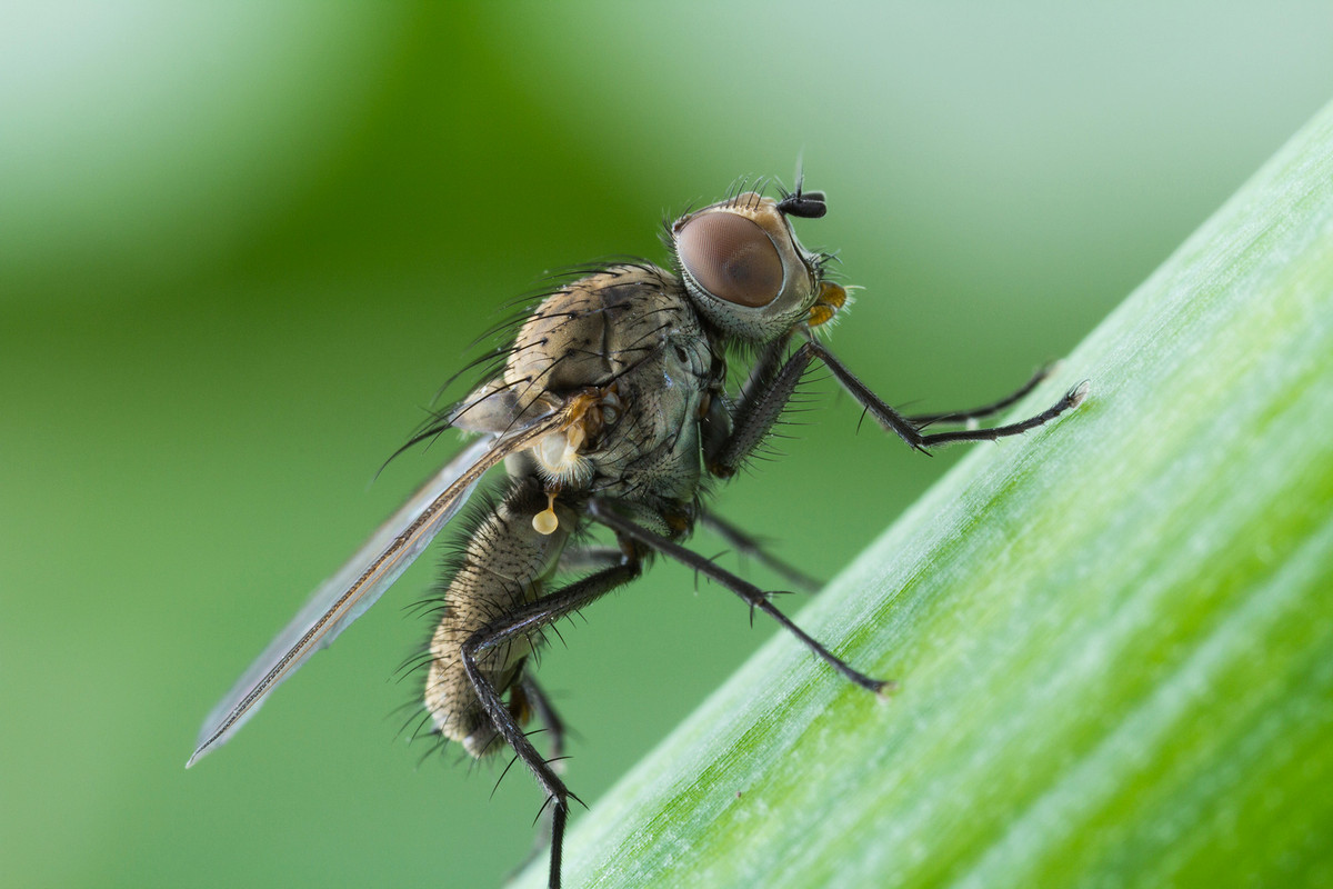 Как избавиться от луковой мухи: 19 проверенных способов обработки и полива