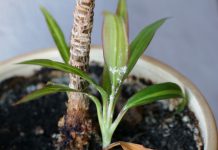Мучнистый червец на комнатных растениях — профилактика и борьба