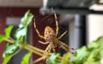 Опасен ли паук крестовик?