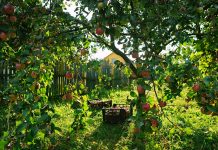 Создаём сад «под себя» — какие плодовые, сколько и где приобретать?