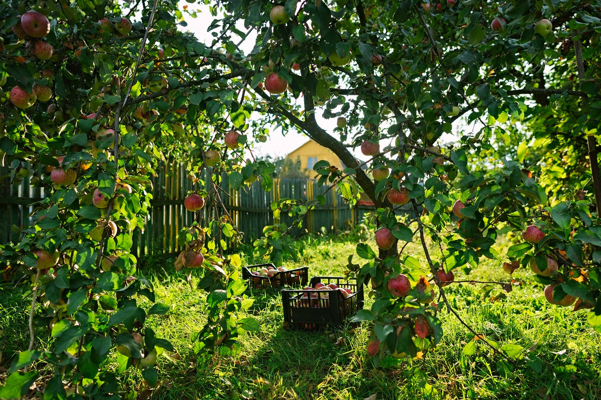 Яковлевский плодовый сад. Плодовый сад. Плодовый сад с цветами. Маленький плодовый сад. Плодовый сад на даче.