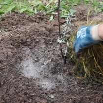 Обильно полейте посаженные деревья и замульчируйте почву