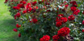 Живая изгородь из роз — принципы создания и особенности ухода