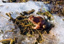 Где зимуют наши садовые помощники — жабы, ящерицы и полезные жуки?