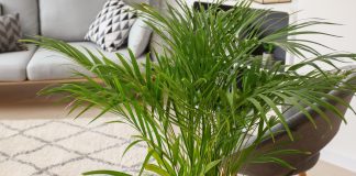 Хризалидокарпус — эффектная кустовидная пальма