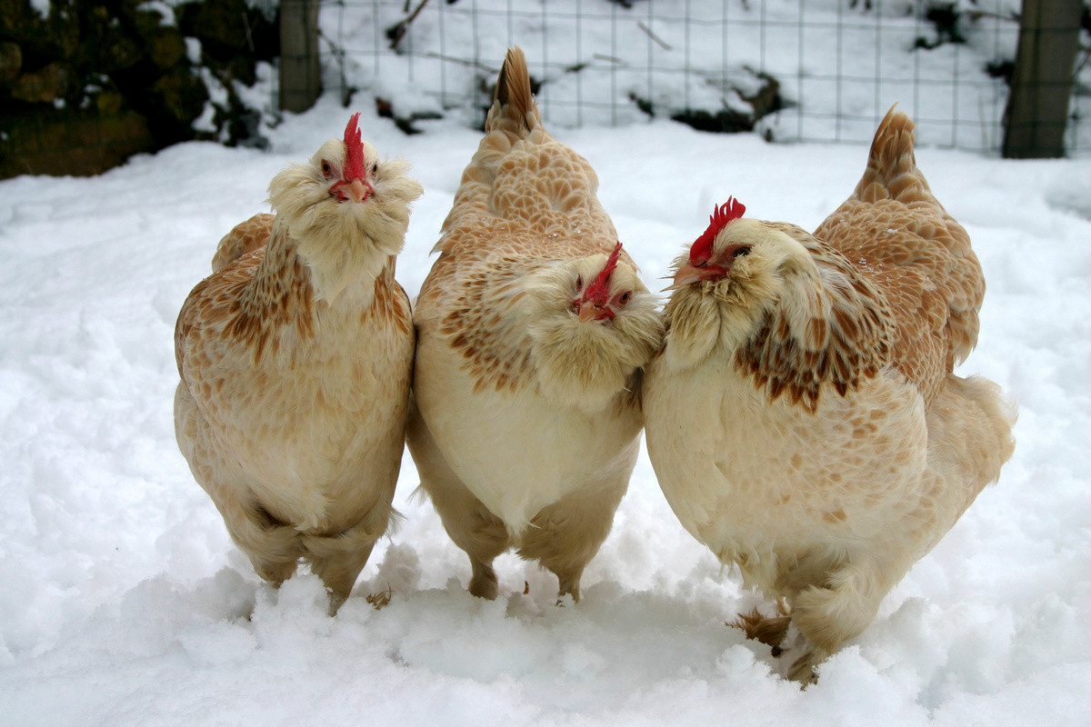 Яйца зимой - как содержать и кормить кур-несушек - Темы недели - Журнал - FORUMHOUSE