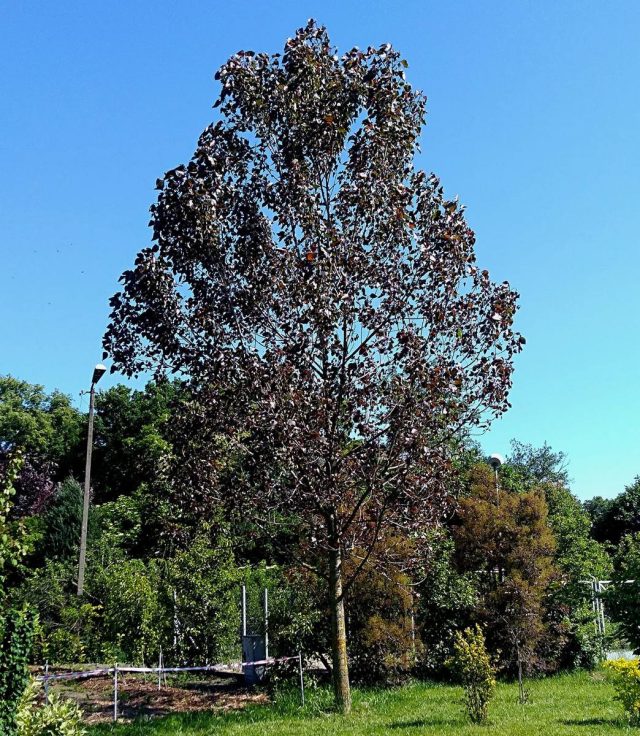 Тополь дельтовмдный (Populus deltoides), сорт «Пурпл Тауэр» (Purple Tower)