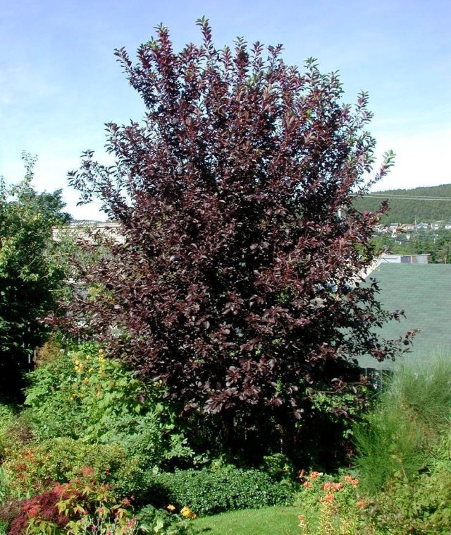 Черемуха краснолистная (Prunus virginiana), сорт «Шуберт» (Shubert)