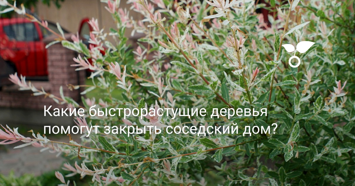 Японская кустовая сирень