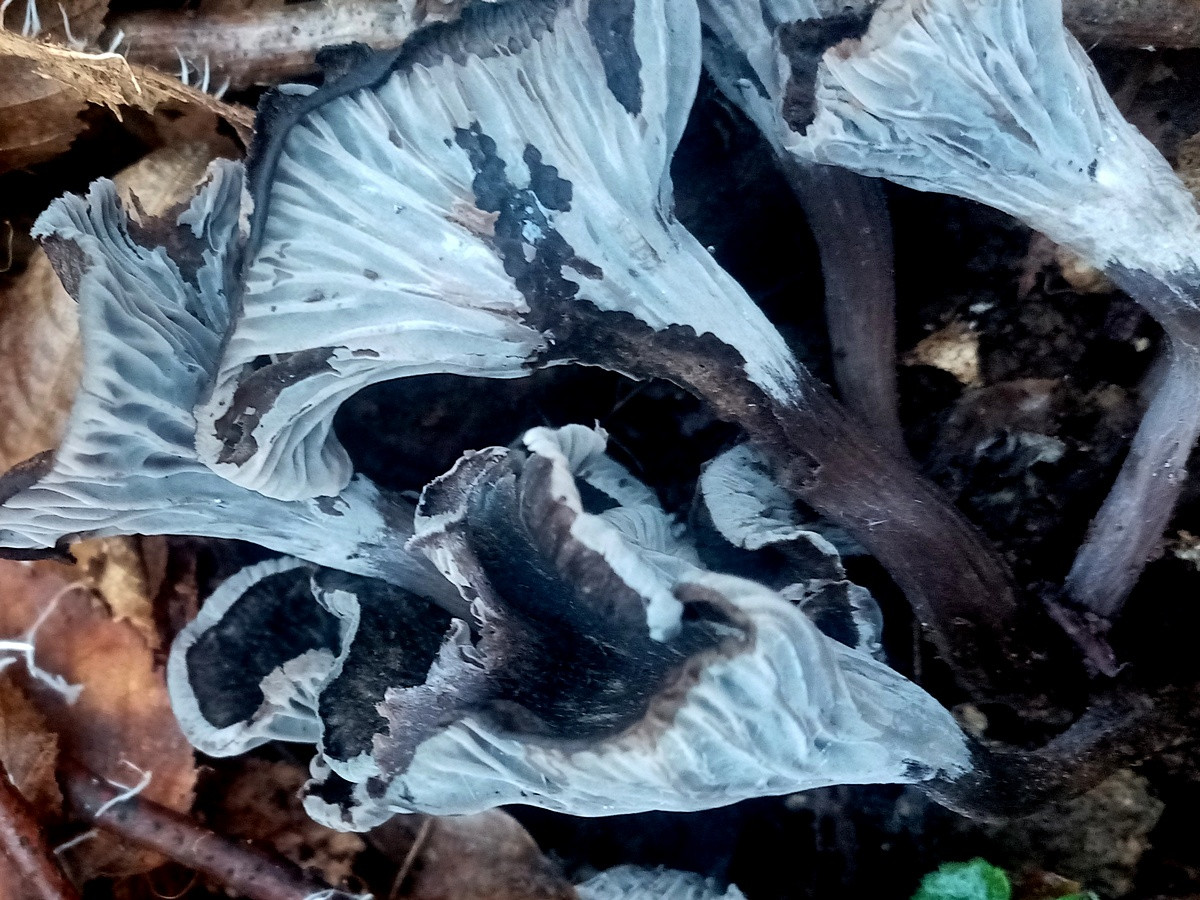 Какие бывают лисички и с чем не перепутать эти грибы? Описание и фото —  Ботаничка