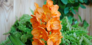Орхидея аскоценда — более выносливая альтернатива вандам