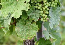6 самых распространённых болезней и вредителей винограда