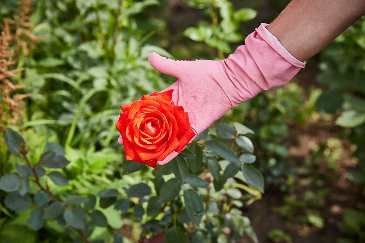 Особенности выращивания роз на срезку в открытом грунте. Выбор сортов,уход, пинцировка. Фото — Ботаничка