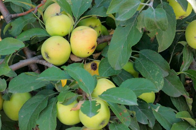 Из-за избытка плодов у яблони наблюдается гормональный дисбаланс