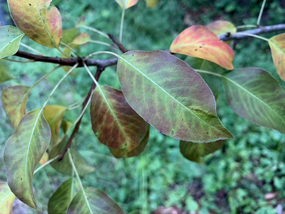 Почему у груши краснеют листья? Проблемы и их решения. Фото — Ботаничка