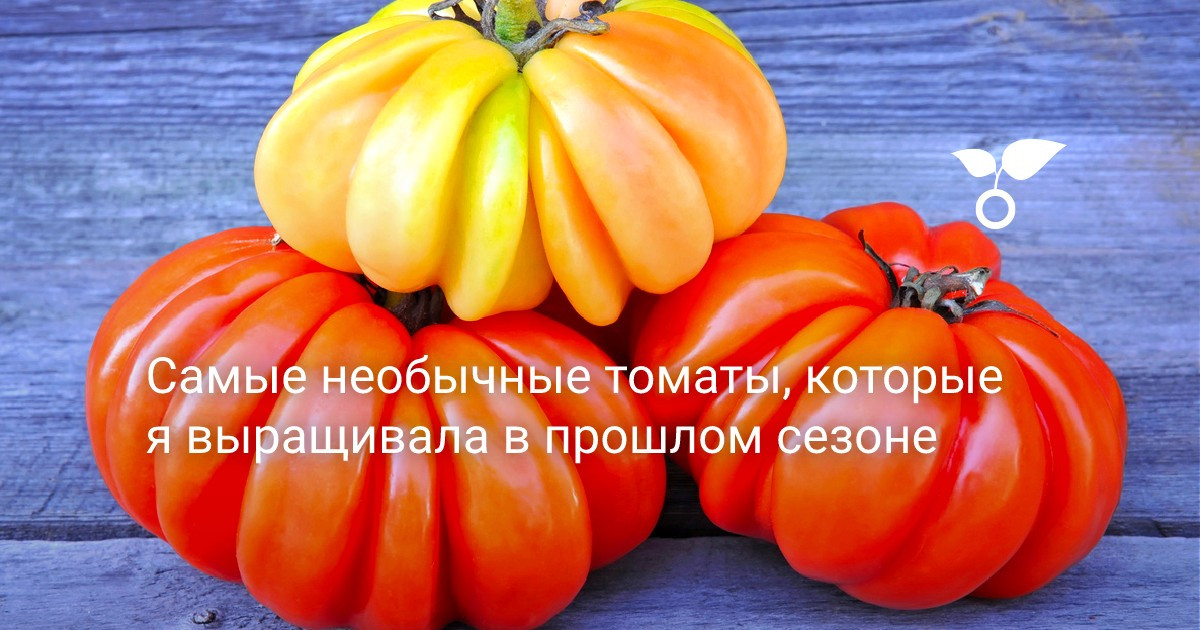 Самые необычные томаты, которые я выращивала в прошлом сезоне. Описание ...