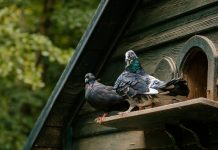 Особенности содержания голубей в домашнем хозяйстве