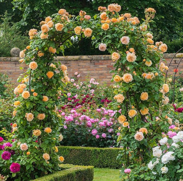 Розы на арке в саду Девид Остин Роузес