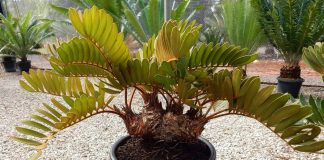 Замия — пальмовидная тропиканка с роскошными листьями