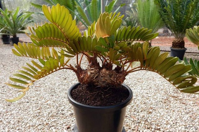 Замия — пальмовидная тропиканка с роскошными листьями