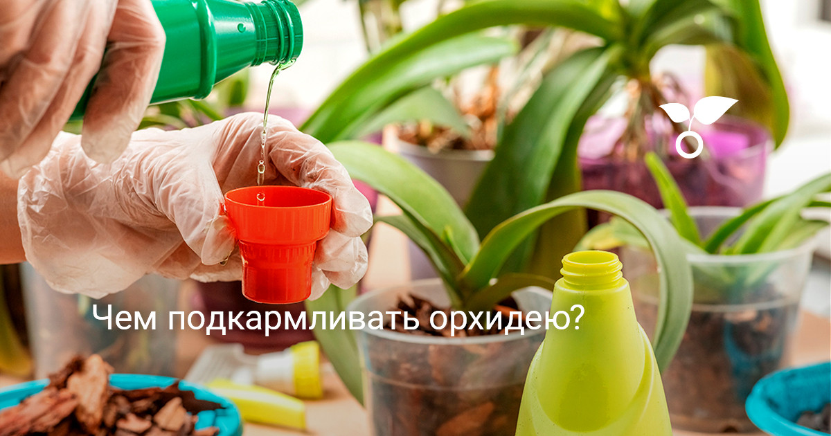 Чем подкармливать орхидею? — Ботаничка