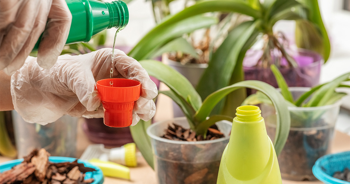 Выбор и применение удобрений для орхидей в домашних условиях
