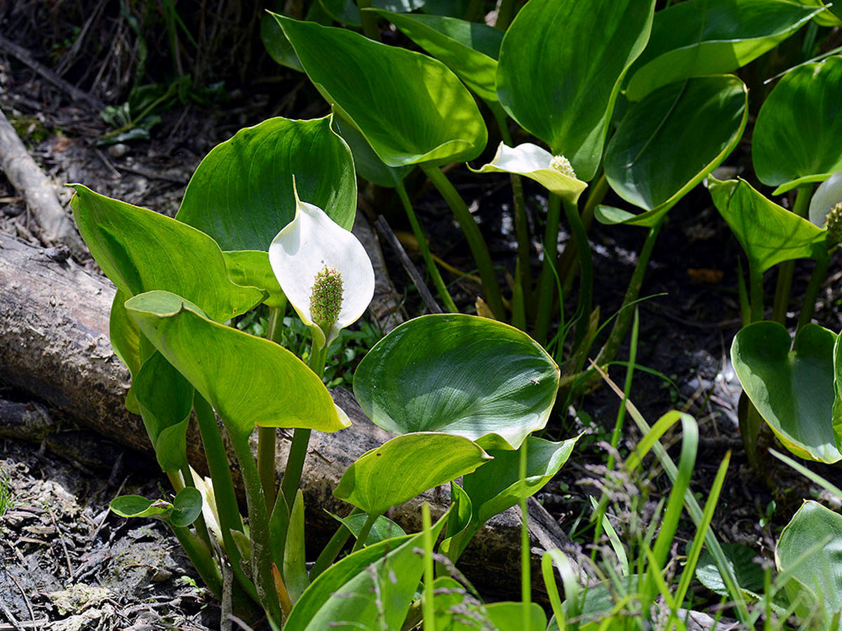 Белокрыльник болотный — настоящая калла в саду. Описание и фото — Ботаничка
