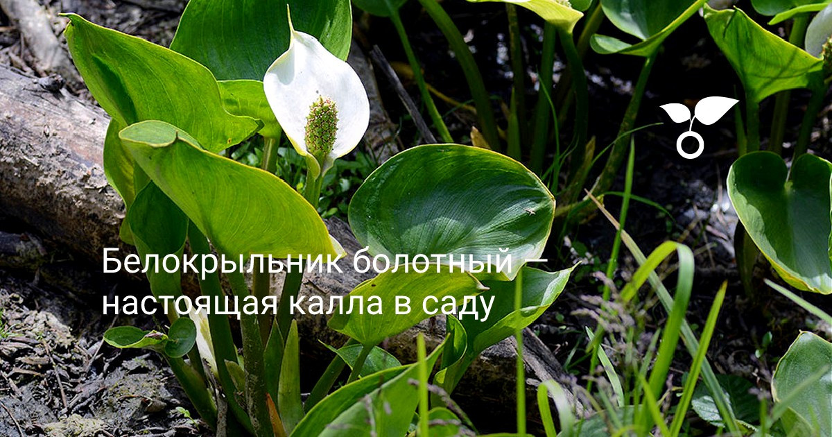 Белокрыльник: как выбрать цветок для водоемов