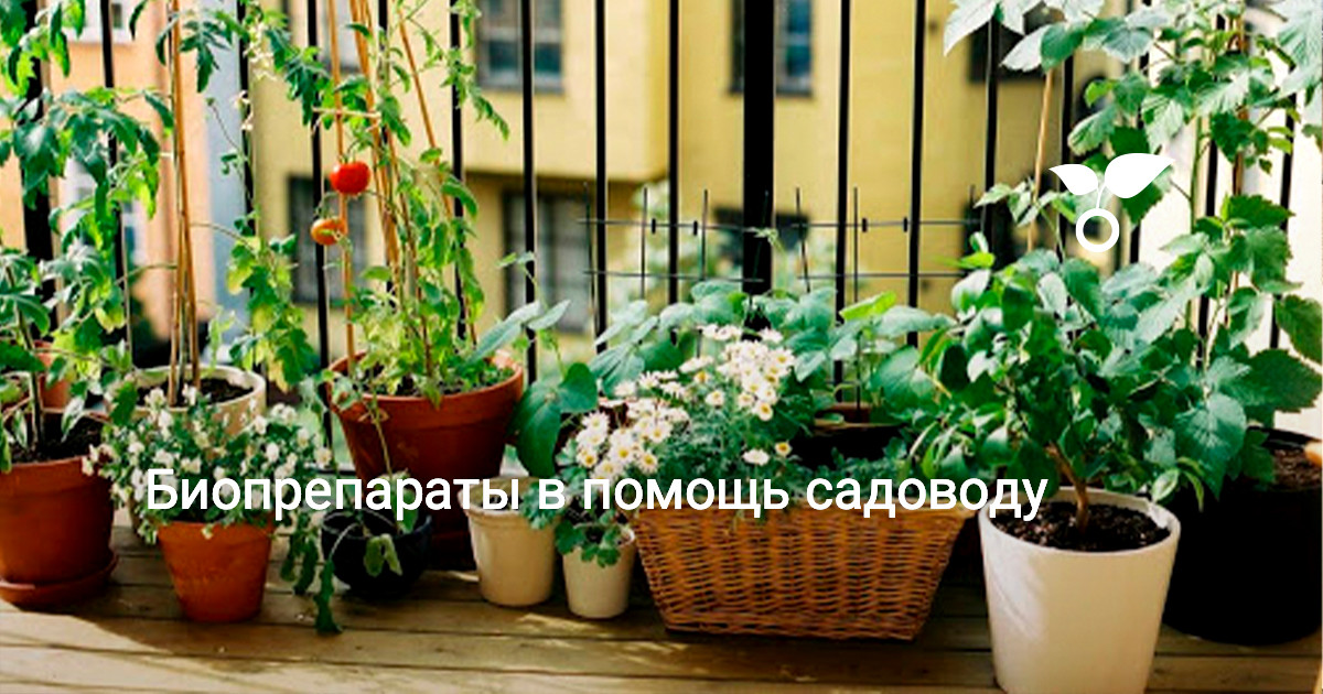 Биопрепараты в помощь садоводу — Ботаничка
