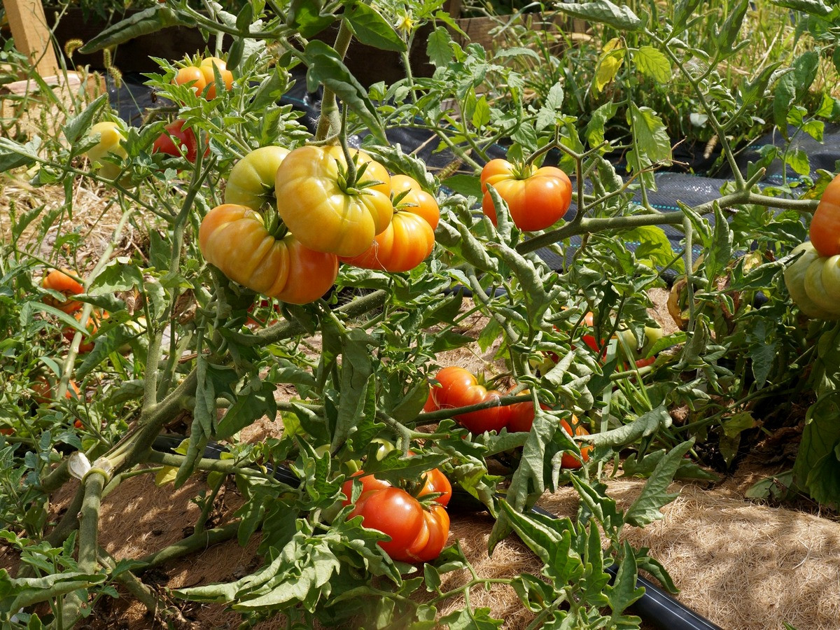 Интересные сорта помидоров «с историей», которые я выращивала. Фото —Ботаничка