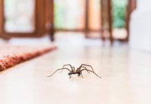 Как избавиться от пауков в доме?