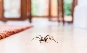 Как избавиться от пауков в доме?