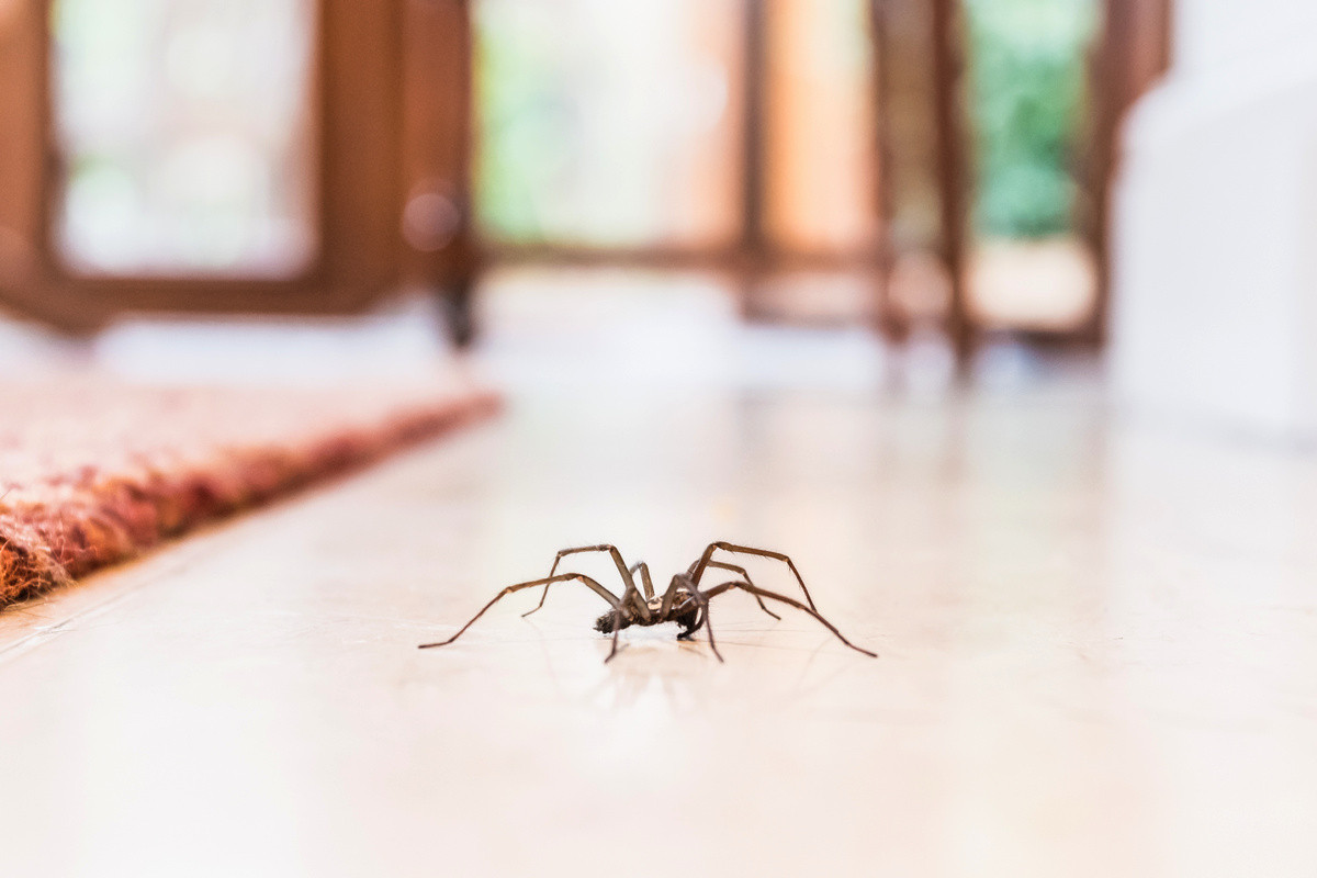 Черный паук домашний (151 фото)