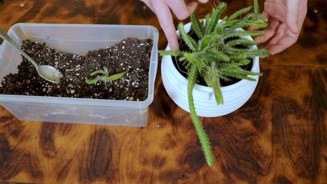 Как правильно высадить кактус питахайя?