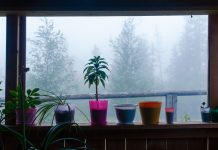 Как поддержать растения в тёмное время года?