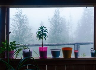 Как поддержать растения в тёмное время года?