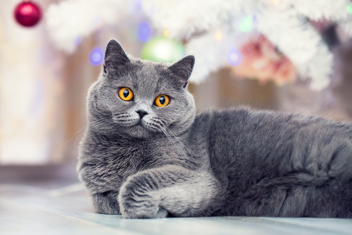 Самые интересные и популярные породы короткошерстных кошек. Описание и фото  — Ботаничка