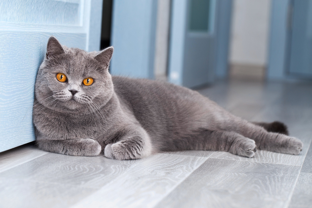 Самые интересные и популярные породы короткошерстных кошек. Описание и фото  — Ботаничка